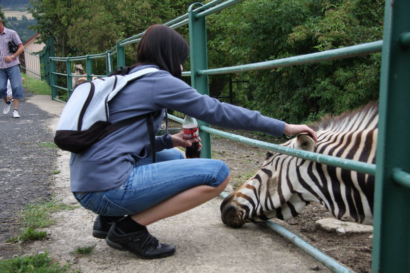 zoo zebra.JPG